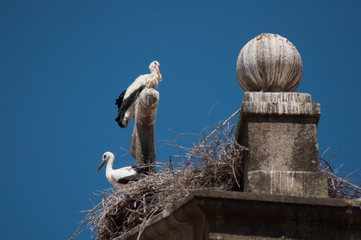 Nido de cigüeñas