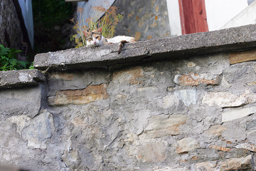 Cat lying on concrete