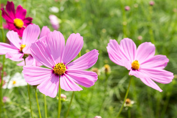 cosmos flower