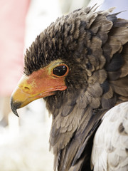 Eagle falconry exhibition