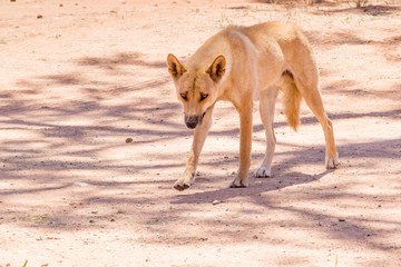 Dingo in the wild in outback Australia