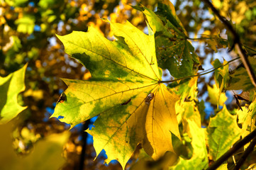 Yellow leaves in autumn. Closeup