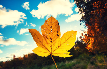 Obraz na płótnie Canvas Yellow maple leaf in autumn