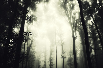 Fototapeta na wymiar forest fog background