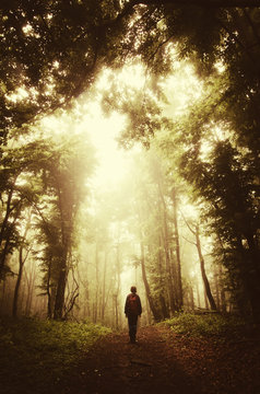 Fototapeta autumn sunset in colorful misty forest