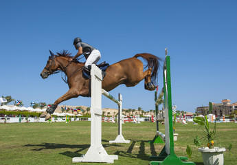 Horse and rider jumping in equestrian competition