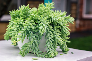 Sedum morganianum Burro's Tail Donkey's Tail Lamb's Tail Horse's Tail World Succulent plant in family Crassulaceae native to Mexico Closeup Sedum Nudum Aiton Cactus trailing stems with red flowers