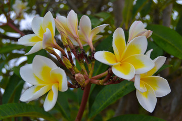Fototapeta premium Blossom
