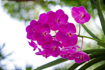 Fototapeta na wymiar Beautiful purple orchid blooming on the trees. Warm sunshine Bac