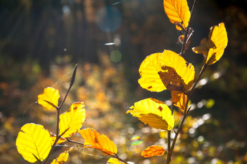 Yellow leaves in autumn. Closeup