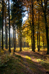Beautiful forest in autumn