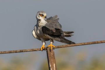 Red eyed black winged kite staring the camera