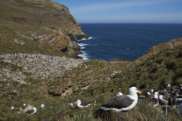 Black-browed Albatross (Thalassarche melanophrys) sitting on a nest on the cliffs of West Point Island in the Falkland Islands.