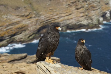 Pair of Striated Caracara (Phalcoboenus australis) standing a rocky cliff on West Point Island in the Falkland Islands.