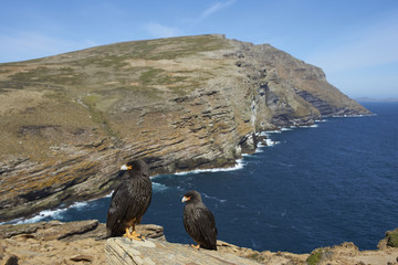 Naklejka premium Pair of Striated Caracara (Phalcoboenus australis) standing a rocky cliff on West Point Island in the Falkland Islands.