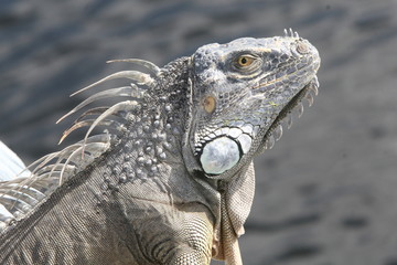 SUNBATHING IGUANA