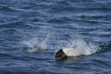 Pair of Commerson's Dolphin (Cephalorhynchus commersonii) swimming through the sea off Carcass Island in the Falkland Islands