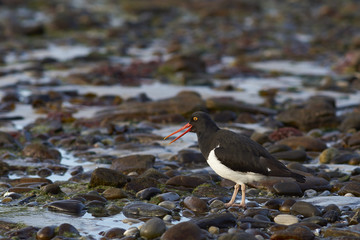 Magellanic Oystercatcher (Haematopus leucopodus) on the beach of Carcass Island in the Falkland Islands.