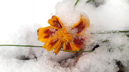 Orange flower and first snow