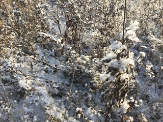 Осенняя природа, выпал первый снег
