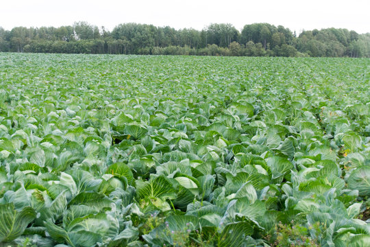 Kohlfeld in Estland