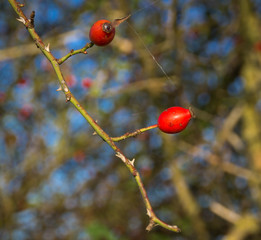 Rosehip berries