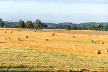 Fototapeta na wymiar Abgeerntetes Feld in Estland