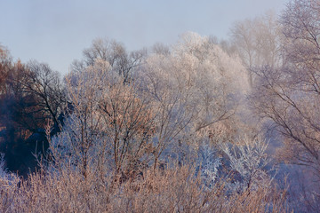 frozen trees on a sunny winter day