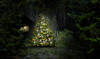 Christbaum im Wald