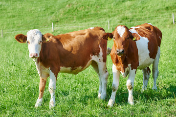 Fototapeta na wymiar brown cow calf on green pasture