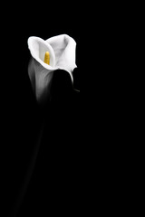 White calla lilies , over black background