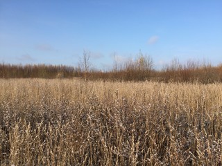 Осенняя природа, выпал первый снег