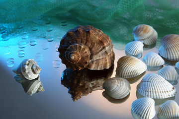 seashells and drops with reflection on the mirror surface