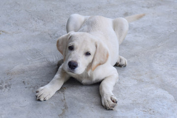 Naklejka na ściany i meble Dog breed Labrador