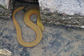 タウナギ　タウナギ目タウナギ科タウナギ属