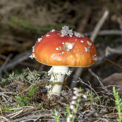 Einzelner junger Fliegenpilz auf dem Waldboden