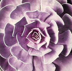  Miniature succulent plants in garden