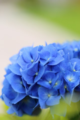 Obraz premium Blue Hydrangea on green garden background.