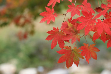 Red maples on branch, Autumn leaves background.