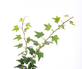 ivy leaves isolated on a white background