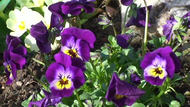Violette Primeln zittern im Wind