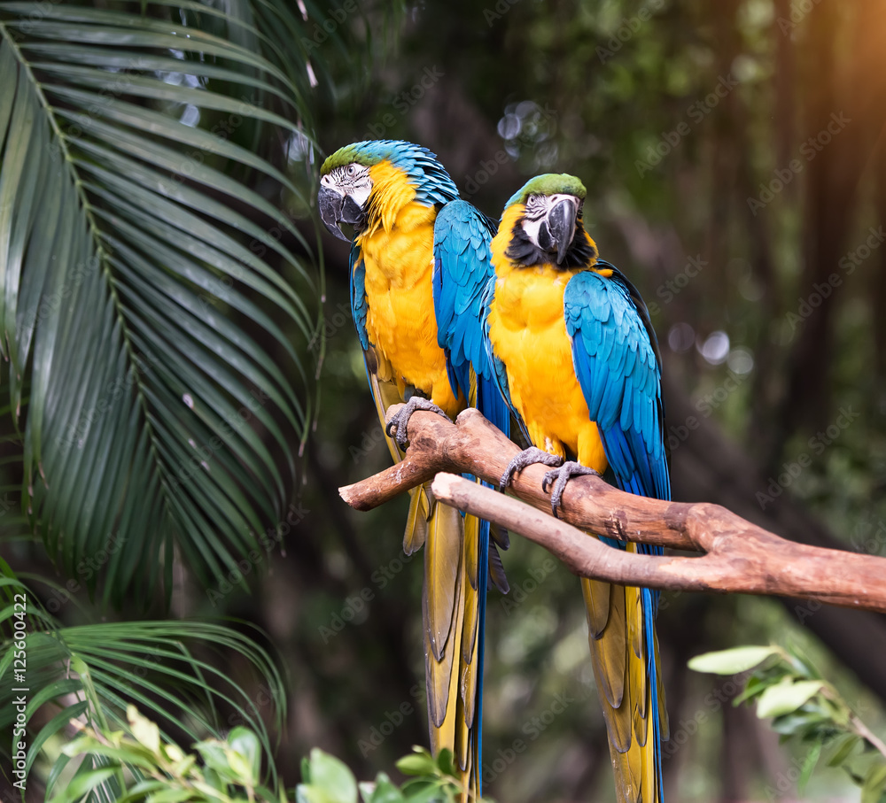 Wall mural Colourful parrots bird sitting on the perch.