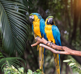 Colourful parrots bird sitting on the perch.