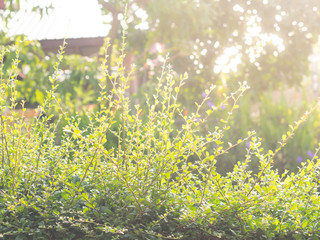 plant in the morning, light on nature background effect.