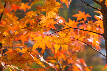 Autumn maple leaf red with light of sunset