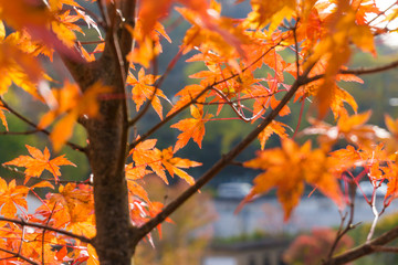 Autumn maple leaf red with light of sunset