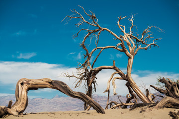 Fototapeta premium Dead wood in the Death Valley, USA