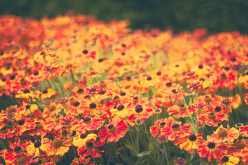 orange field of flowers - Powered by Adobe