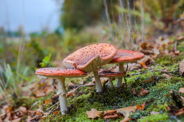 Fly agaric or fly Amanita mushroom, Amanita muscaria