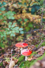 Fly agaric or fly Amanita mushroom, Amanita muscaria